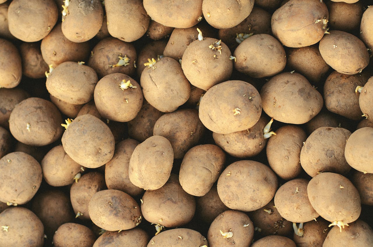 Sprouted Potatoes can pose several health risks